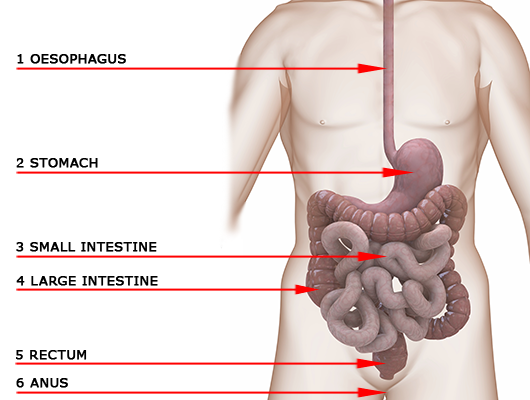 The human digestive system with annotations