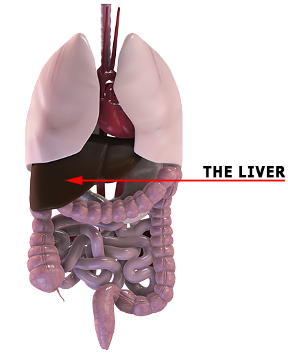 The digestive system showing the liver